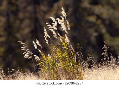 Close Up On Straws In The Sunshine. Sunny Straws In The Gentle Wind, Late Autumn.