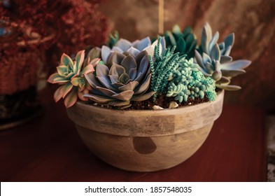  close up on a  sustainable garden comprising of different types of succulents growing next to each other in ceramic ball, different colors and shapes, on red background - Powered by Shutterstock