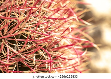 Close Up On Tangle Of Pink And White Needles On Barrel Cactus in Joshua Tree - Powered by Shutterstock