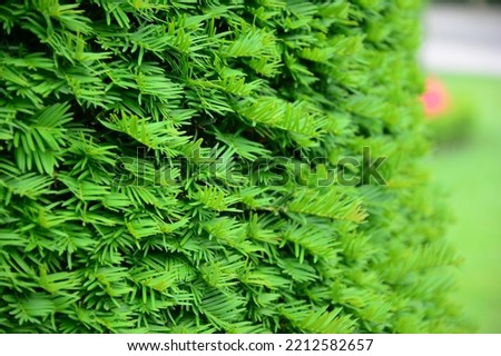 Similar – Foto Bild Eibenhecke (Taxus baccata)