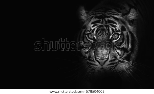 Nahaufnahme Auf Tiger Schwarzer Hintergrund Schwarz Weisser Stockfoto Jetzt Bearbeiten