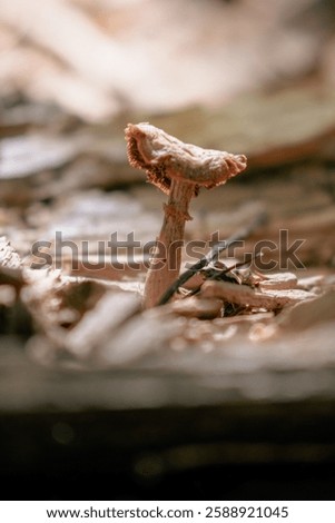 Similar – Image, Stock Photo Tiny mushrooms in the dark forest