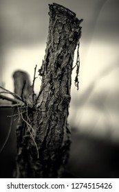 Close up on tree trunk.