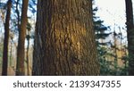 Close up on tree trunk illuminated by beam of sunlight