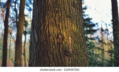 Close up on tree trunk illuminated by beam of sunlight - Powered by Shutterstock