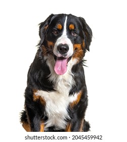 Close Up On Tricolor Bernese Mountain Dog Sitting, Looking At Camera And Panting Isolated On White