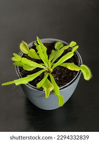 Close up on a Venus flytrap carnivorous plant - Dionaea muscipula