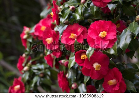 Close up on vibrant pink and yellow  camellia flowers on a green bush, at a Japanese garden