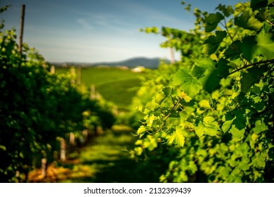 Close up on vines leaves, hills with vineyards, green rural environment in the countryside of Italy. Valdobbiadene Prosecco area, vines emotional pictures - Powered by Shutterstock