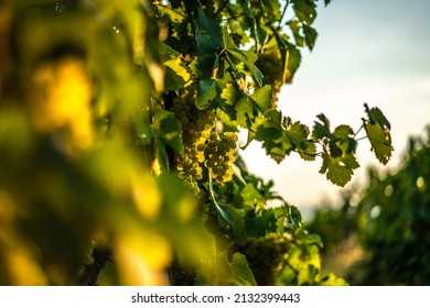 Close up on vines leaves, hills with vineyards, green rural environment in the countryside of Italy. Valdobbiadene Prosecco area, vines emotional pictures