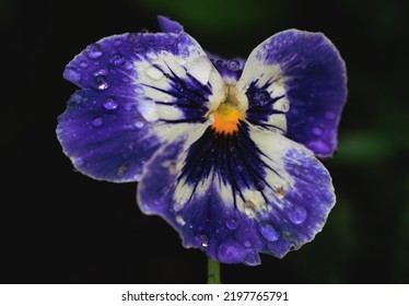 Close up on a wet Pansy violet flower