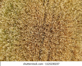 Close Up On Wheat Field, Aerial Top View.