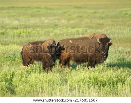 close up on wild bison on the meadow   