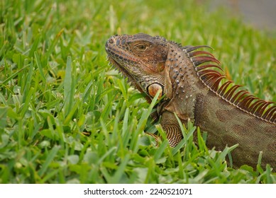 Close up on a wild iguana in south Florida sitting in grass.