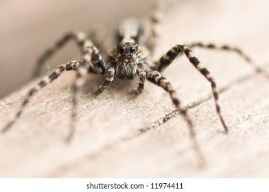 Close up on a wolf spider