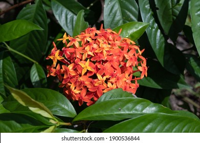 2,042 Orange yellow ixora Images, Stock Photos & Vectors | Shutterstock