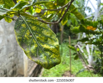 Close On Yellowing Between Veins Broad Stock Photo 2210336307 ...