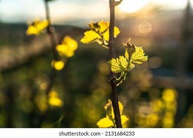 Close up on young grape, gems. with foliage on a little bench of the vine in the vineyards. Outdoor life in a rural environment, agriculture magic with nature blossoms. - Shutterstock ID 2131684233
