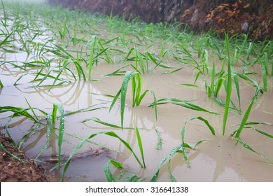 Close Up On Young Rice Plant, China