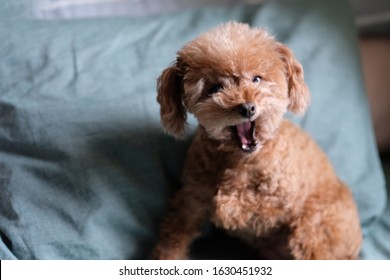 怒る犬 の画像 写真素材 ベクター画像 Shutterstock