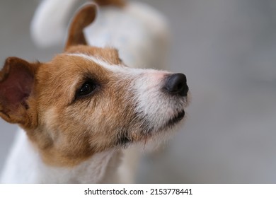 Close Up One Brown White Jack Russell Terrier Pet Dog Side Face With Blur Background