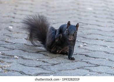 Close Up Of One Cute Grey Squirrel Sitting On The Walk Path In The Park Scratching Its Body With Its Back Leg While Looking At You