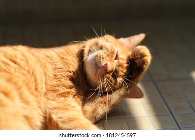 Close Up One Funny Tabby Cat Tickle Itself Under Sunshine