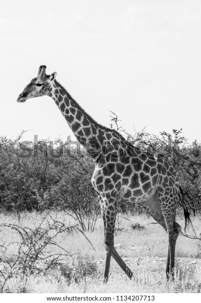 Close One Giraffe Black White Grass Stock Photo (Edit Now) 1134207713