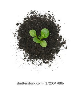 Close Up One Green Spring Plant Sprout Growing From Heap Of Black Humus Soil Isolated Over White Background, Elevated Top View, Directly Above