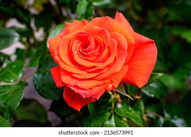 Close up of one large and delicate red rose in full bloom in a summer garden, in direct sunlight, with blurred green leaves in the background, photographed with soft focus