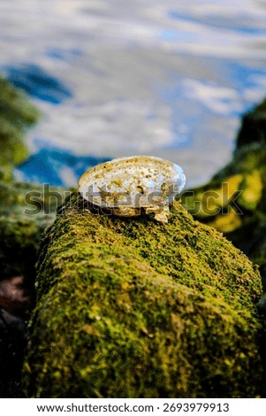 Close up opalescent shell resting on mossy rock