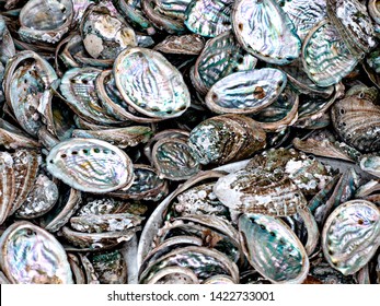 Close up of open Abalone or Marine Snails Showing their Irridescent Mother of Pearl interior shell colors.