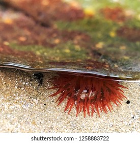 Close Up Of Open Coral Red Anemone At Low Tide In Snowdonia National Park, UK. Marine Life Animal Background With Copy Space Above. Coastal Shoreline Tidal Beach Seascape. Aquatic Species Conservation