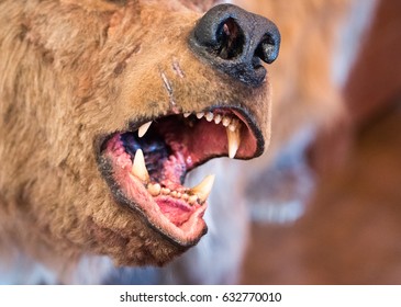 Close up of open jaws of the simulacrum prehistorical  seasonal (Cavalry caviar) bear - Shutterstock ID 632770010