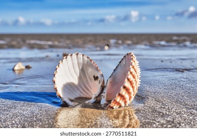 Close up of an open shell on a sandy Dungeness beach in Kent, England                