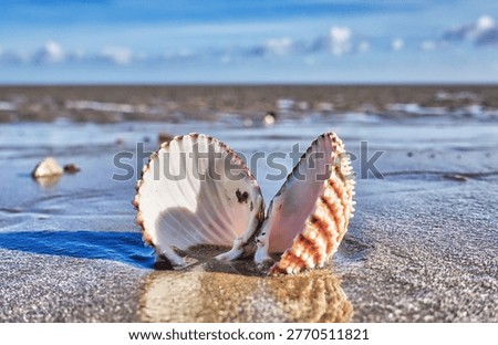 Close up of an open shell on a sandy Dungeness beach in Kent, England                