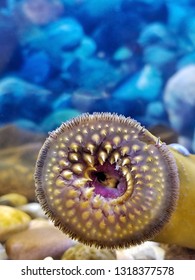 close up of open sucking mouth of sea lamprey with teeth