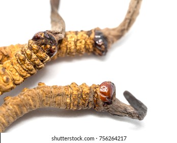 close up Ophiocordyceps sinensis (CHONG CAO, DONG CHONG XIA CAO) or mushroom cordyceps this is a herbs. Medicinal properties in the treatment of diseases.