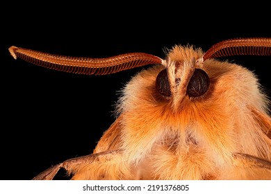 Close Up Of Orange Butterfly Head With Feathered Antennae, Round And Dark  Compound Eyes, Hairy And Furry, Looking At Camera, Looking Like A Job Application Photo