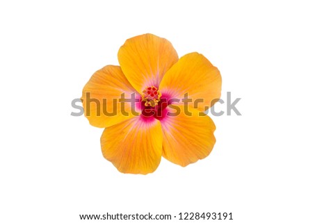 Similar – Foto Bild Weiße Hibiskusblütenblätter