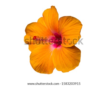 Similar – Foto Bild Weiße Hibiskusblütenblätter