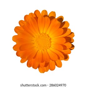 Close up of orange chrysanthemum flower isolated on white background