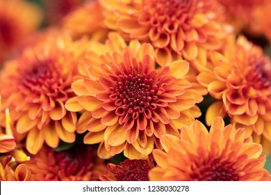 Close up of orange Chrysanthemums flower. Chrysanthemum flowers. Field of the orange Chrysanthemum - Powered by Shutterstock