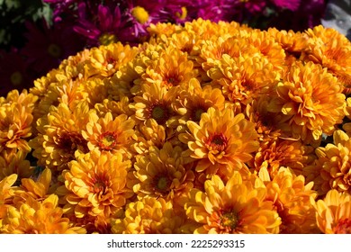 Close up orange Chrysanthemums glowers plant into garden - Shutterstock ID 2225293315