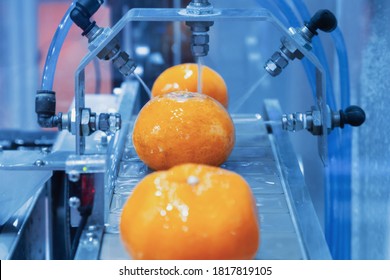 Close Up Orange Citrus Washing On Conveyor Belt At Fruits Automation Water Spray Cleaning Machine In Production Line Of Fruits Manufacturing. Agricultural Industry And Innovation Technology Concept.