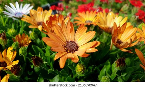 Close up of a orange color 'Dimorphotheca ecklonis' flower against a bright nature background.