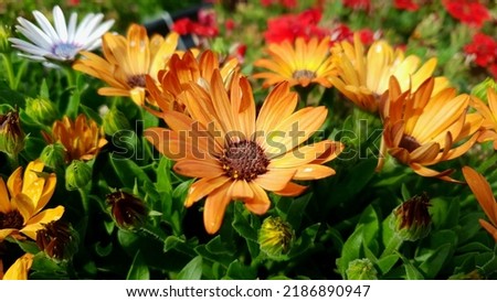 Close up of a orange color 'Dimorphotheca ecklonis' flower against a bright nature background.