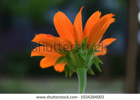 close up orange daisy in garden