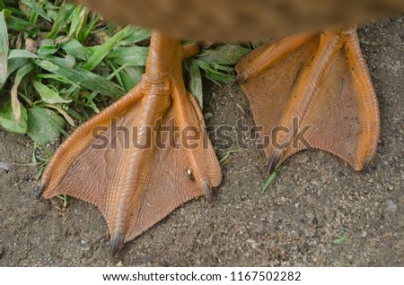 Close up of orange duck feet on a sandy surface with grass.