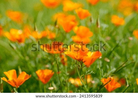 Close up of orange eschscholzia flower in the summer field. Concept of summer or springtime and wake up of the nature.